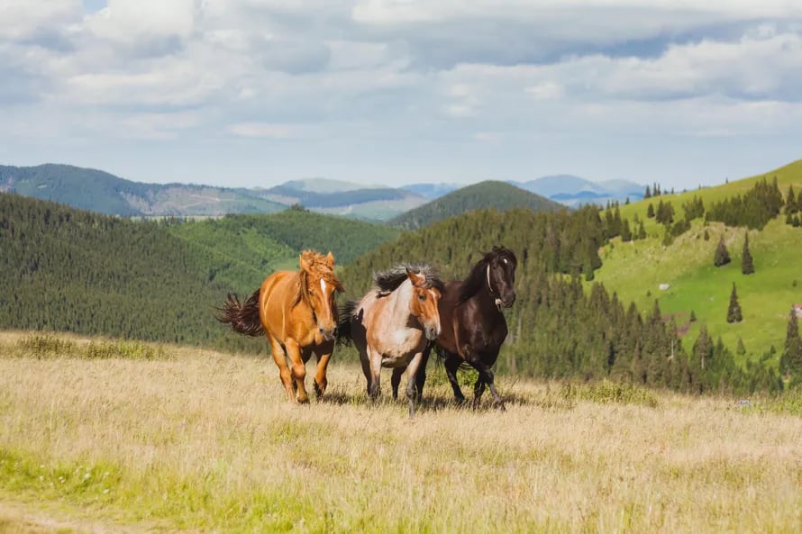 Three Horses Hills